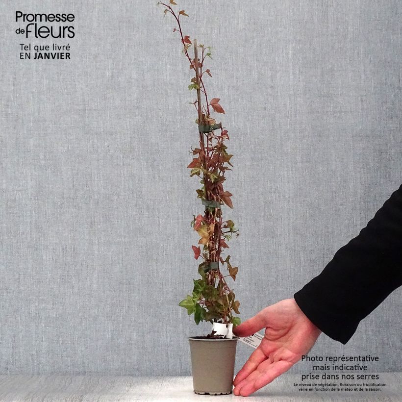 Amostra de Lierre commun nain - Hedera helix Shamrock Vaso de 8/9 cm tal como entregue no inverno