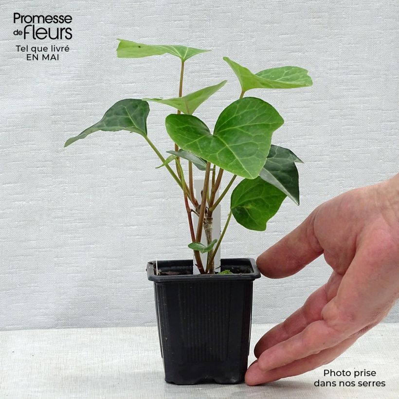 Amostra de Hera-argelina Hedera Algerian Bellecour® - Hedera algeriensis Vaso de 7/8 cm tal como entregue na primavera