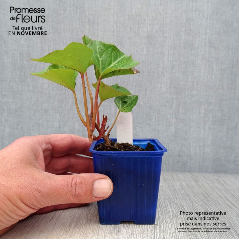 Amostra de Hera-argelina Hedera Algerian Bellecour® - Hedera algeriensis Vaso de 7/8 cm tal como entregue no outono
