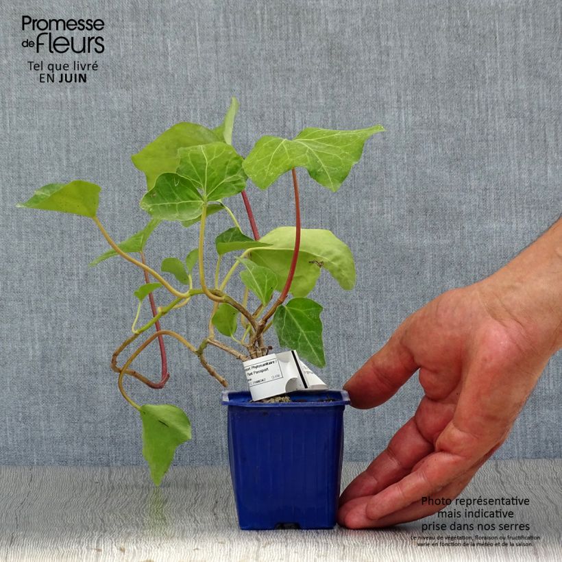 Amostra de Hera-argelina Hedera Algerian Bellecour® - Hedera algeriensis Vaso de 7/8 cm tal como entregue no verão