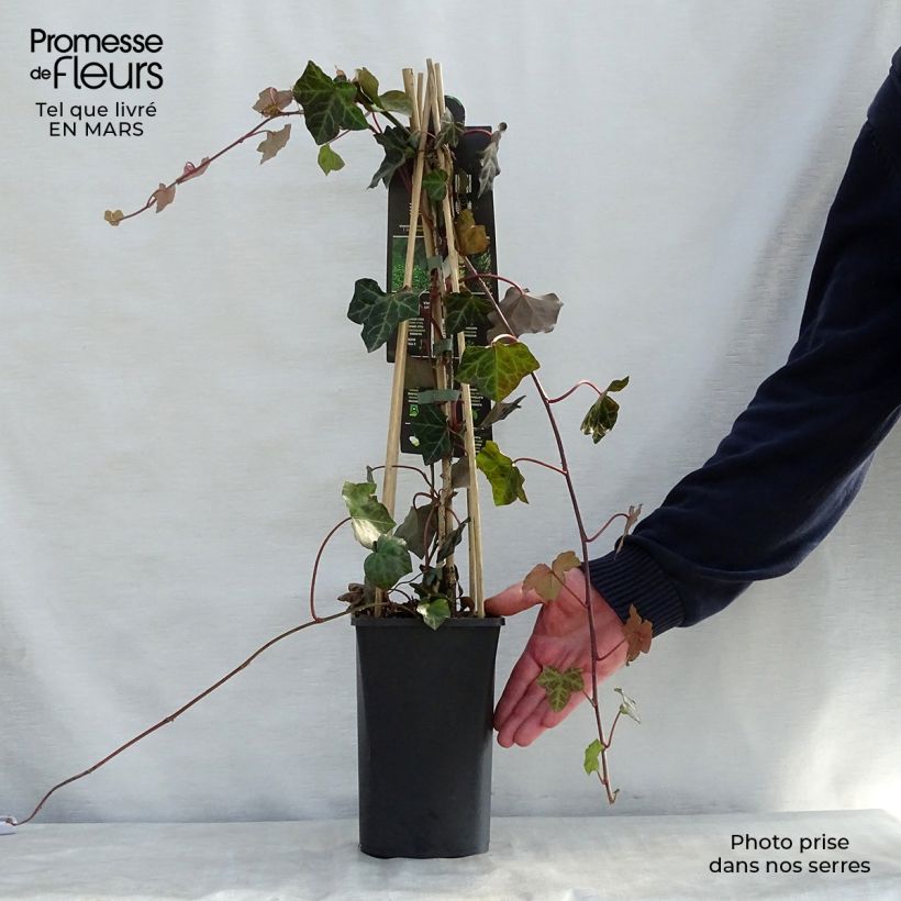 Amostra de Hedera hibernica - Hera Vaso de 1 L/1,5 L tal como entregue na primavera