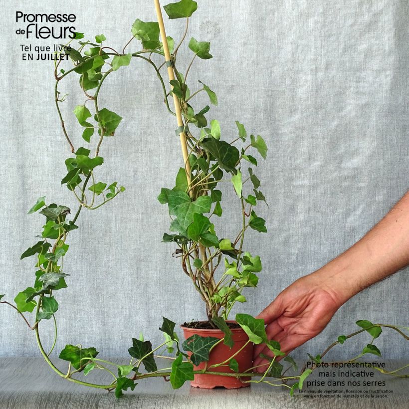 Amostra de Hedera hibernica - Hera Vaso de 8/9 cm tal como entregue no verão