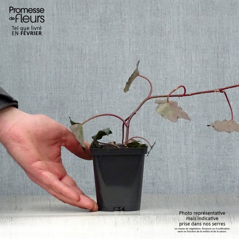 Amostra de Hedera hibernica - Hera Vaso de 8/9 cm tal como entregue no inverno