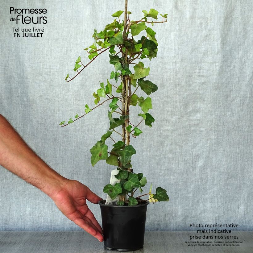 Amostra de Hedera hibernica - Hera Vaso de 1 L/1,5 L tal como entregue no verão