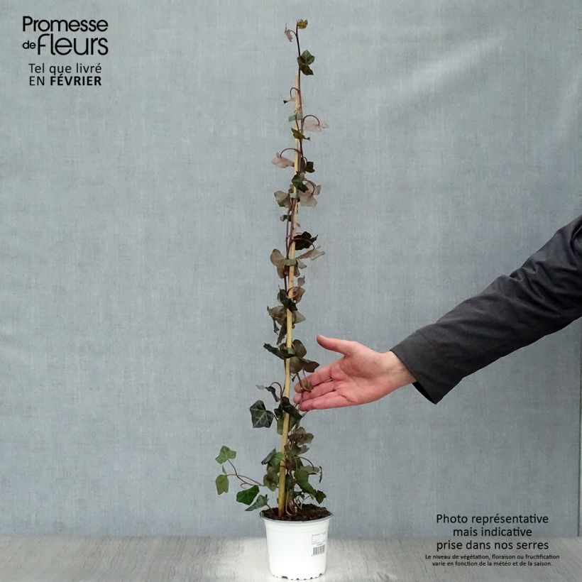 Amostra de Hedera hibernica - Hera Vaso de 1 L/1,5 L tal como entregue no inverno