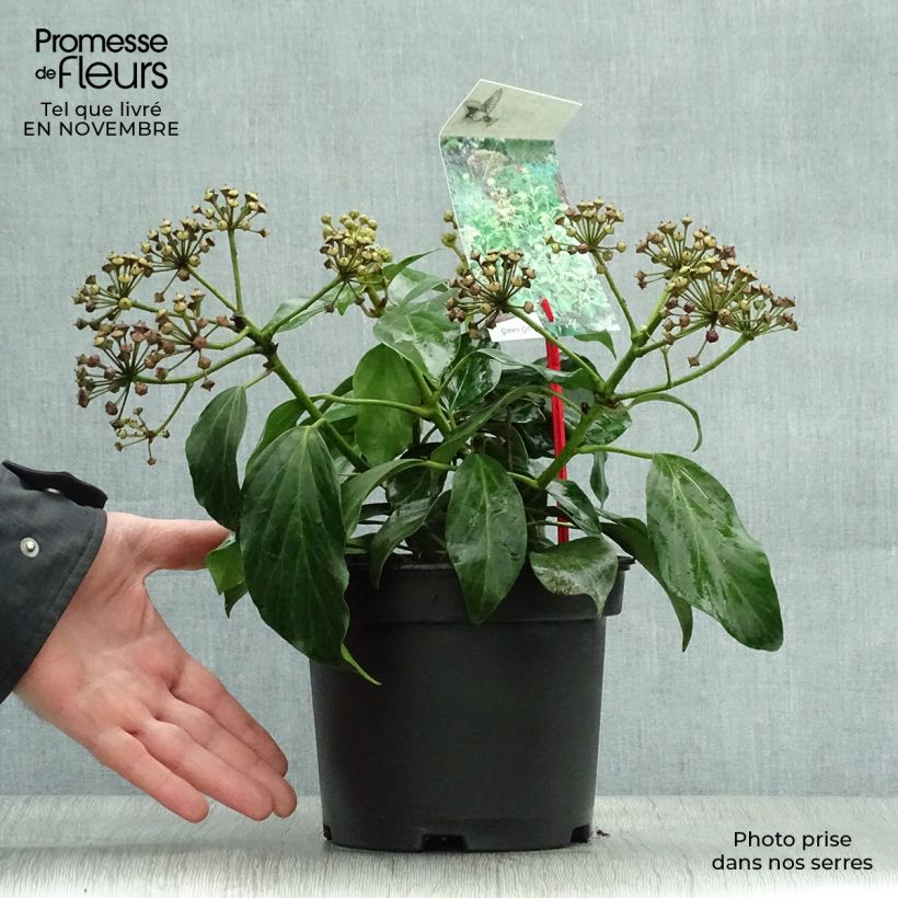 Amostra de Hera do Cáucaso Arborescens Vaso de 2 L/3 L tal como entregue no outono
