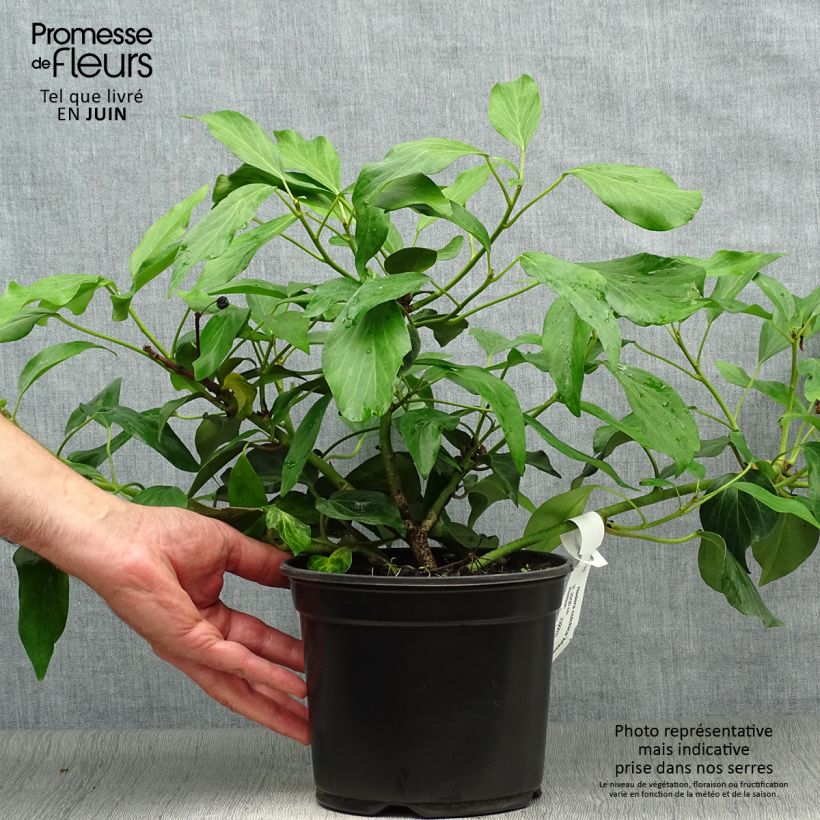 Amostra de Hera do Cáucaso Arborescens Vaso de 2 L/3 L tal como entregue no verão