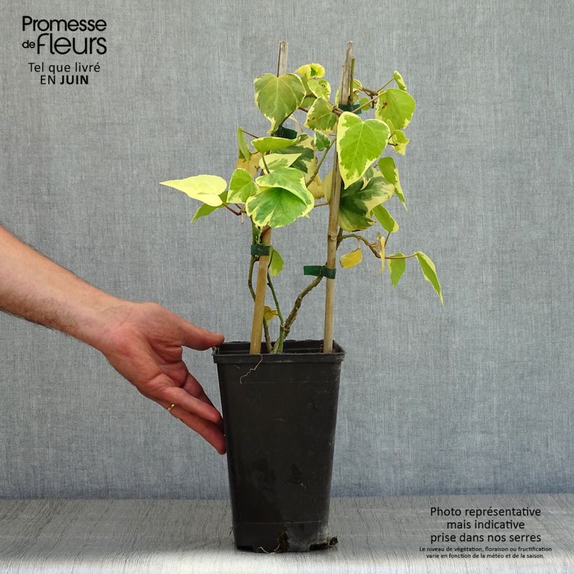 Amostra de Hera do Cáucaso Dentata Variegata Vaso de 2 L/3 L tal como entregue na primavera