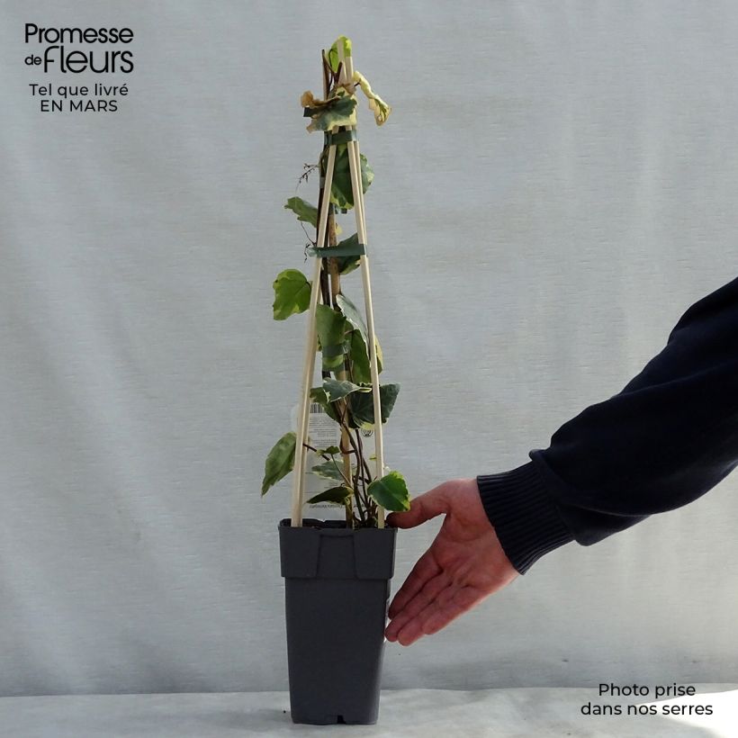 Amostra de Hera do Cáucaso Dentata Variegata Vaso de 1 L/1,5 L tal como entregue na primavera