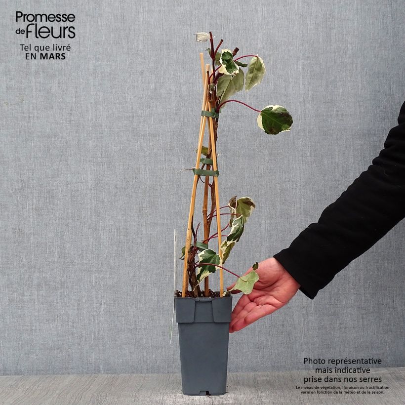 Amostra de Hera do Cáucaso Dentata Variegata Vaso de 1 L/1,5 L tal como entregue no inverno