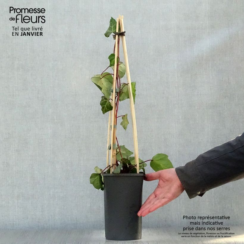 Amostra de Lierre de Colchide - Hedera colchica Sulphur Heart Vaso de 1,5 L/2 L tal como entregue no inverno