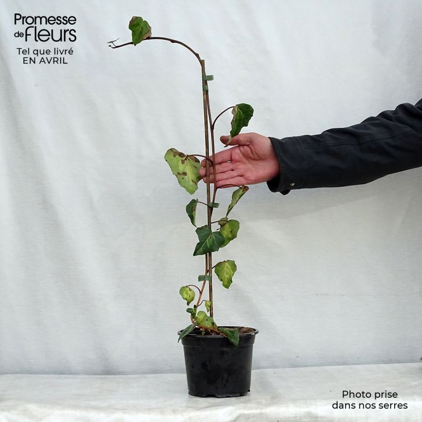 Amostra de Hera do Cáucaso Sulphur Heart Vaso de 1,5 L/2 L tal como entregue na primavera