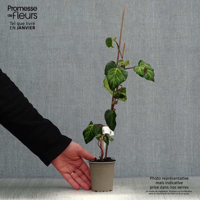 Amostra de Lierre de Colchide - Hedera colchica Sulphur Heart Vaso de 8/9 cm tal como entregue no inverno