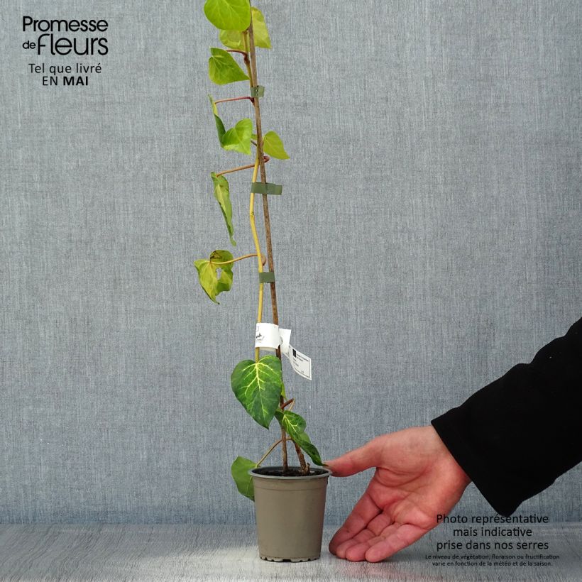 Amostra de Hera do Cáucaso Sulphur Heart Vaso de 8/9 cm tal como entregue na primavera