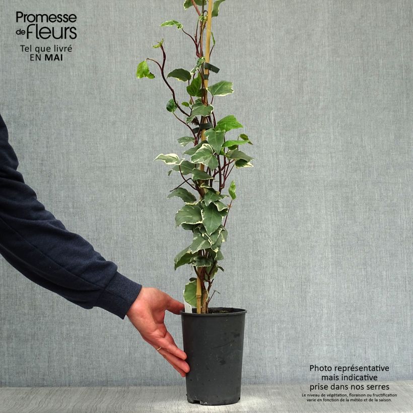 Amostra de Hera-argelina Gloire de Marengo - Hedera algeriensis Vaso de 2 L/3 L tal como entregue na primavera