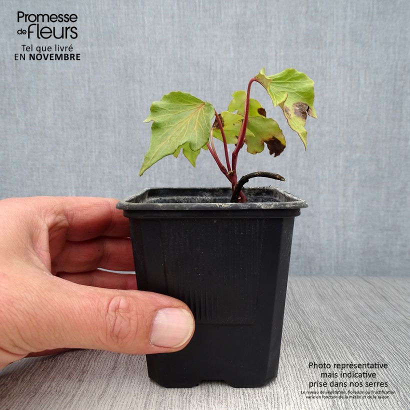 Amostra de Hera Green Ripple Vaso de 8/9 cm tal como entregue no outono
