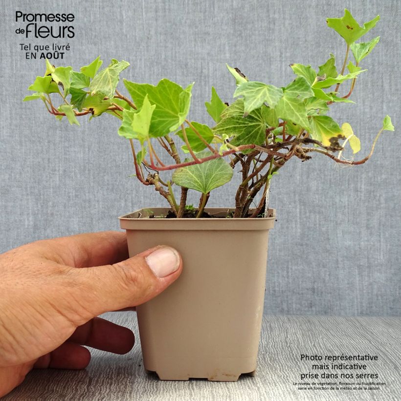Amostra de Hera Green Ripple Vaso de 8/9 cm tal como entregue no verão
