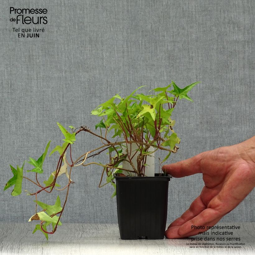 Amostra de Hera Sagittifolia Vaso de 8/9 cm tal como entregue no verão