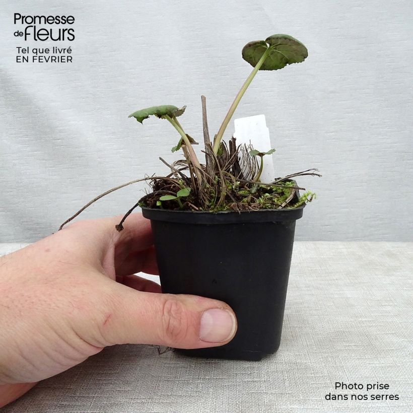 Amostra de Ligularia Gregynog Gold Vaso de 8/9 cm tal como entregue no inverno