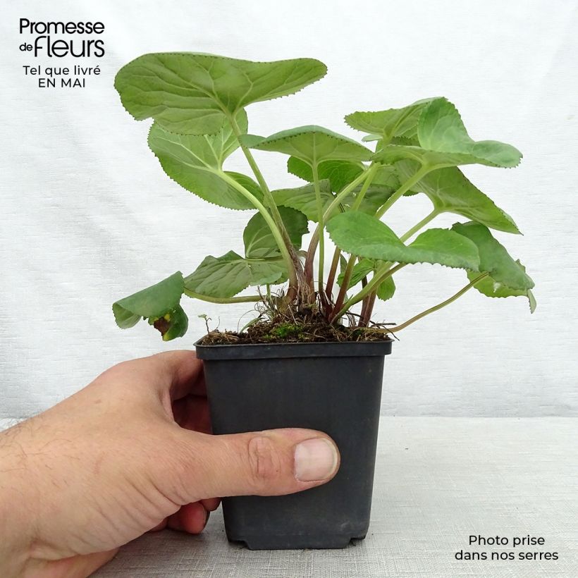 Amostra de Ligularia Gregynog Gold Vaso de 8/9 cm tal como entregue na primavera