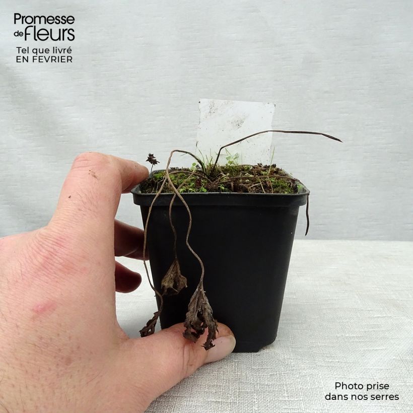 Amostra de Ligulaire - Ligularia Osiris Cafe Noir Vaso de 8/9 cm tal como entregue no inverno