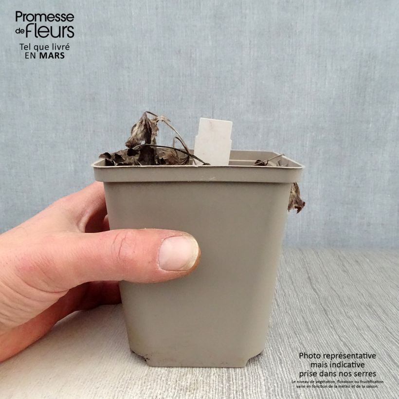 Amostra de Ligularia Osiris Cafe Noir Vaso de 8/9 cm tal como entregue na primavera