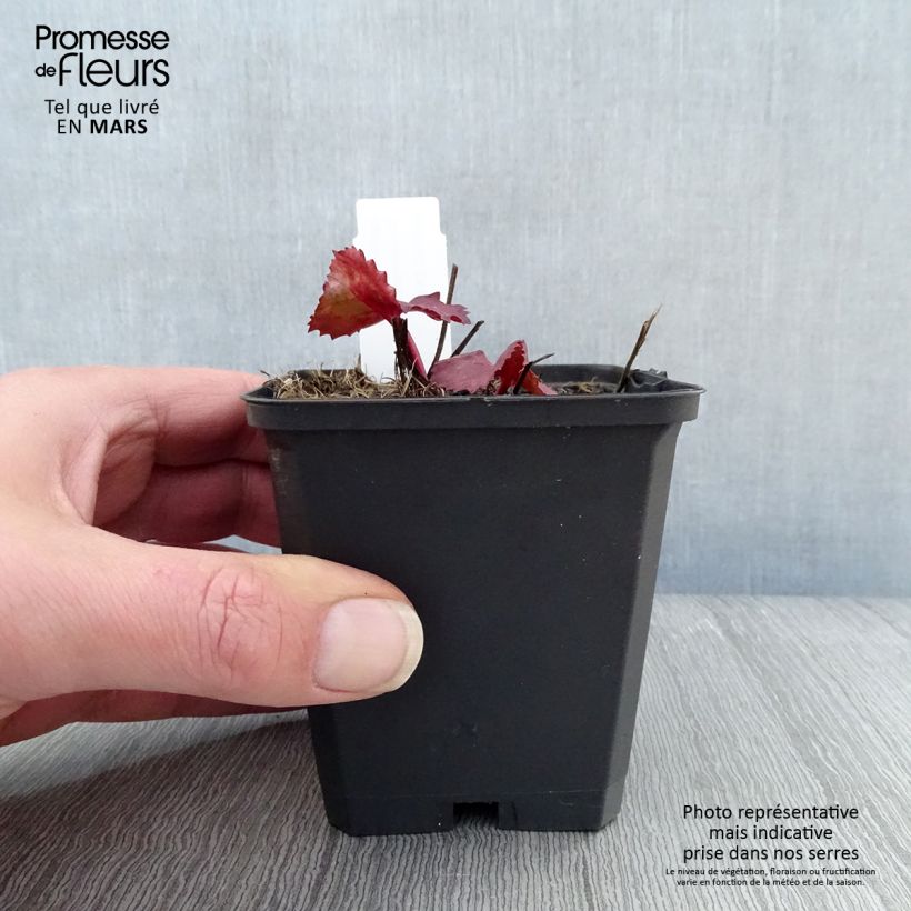 Amostra de Ligularia dentata Desdemona Vaso de 8/9 cm tal como entregue na primavera