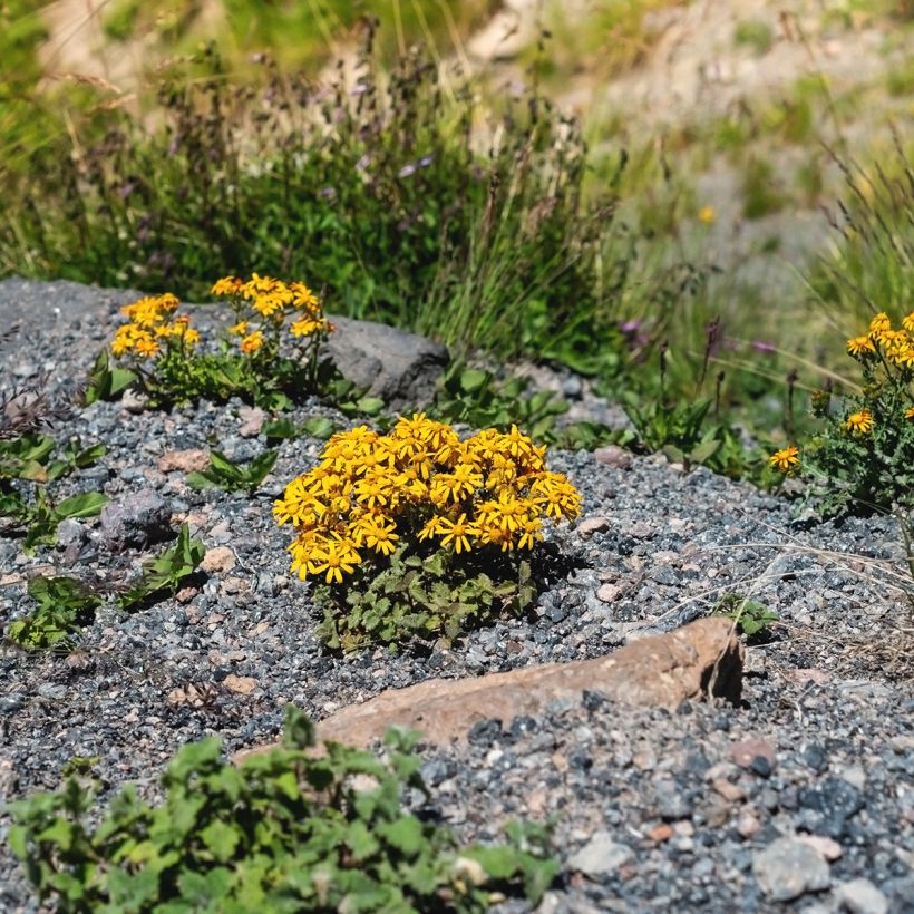 Ligularia dentata Desdemona (Hábito)