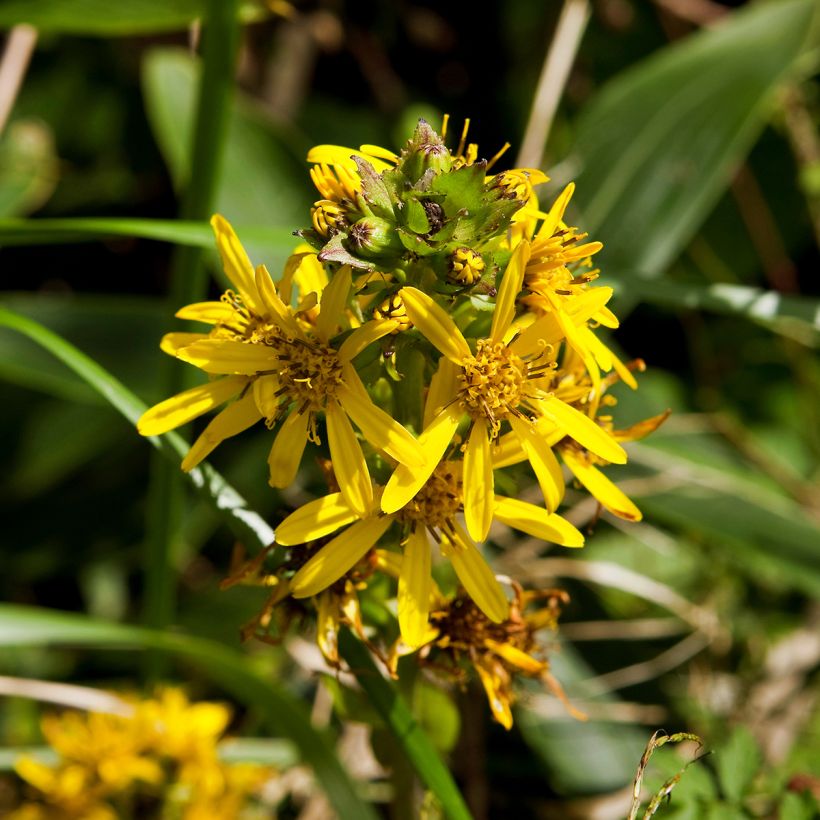 Ligularia fischeri (Floração)