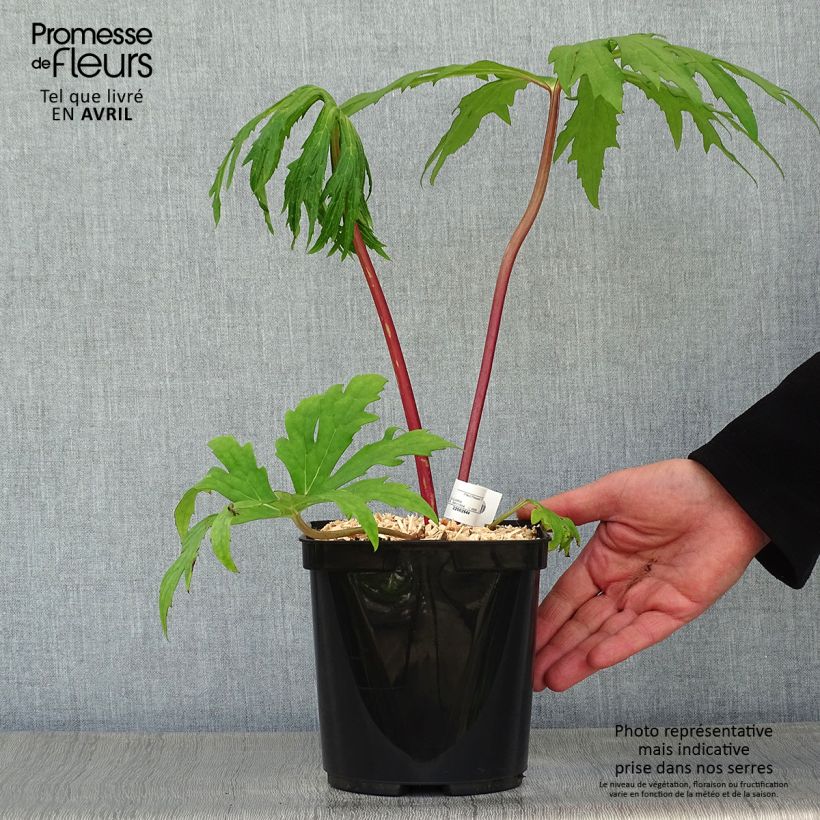 Amostra de Ligularia japonica Rising Sun Vaso de 2 L/3 L tal como entregue na primavera
