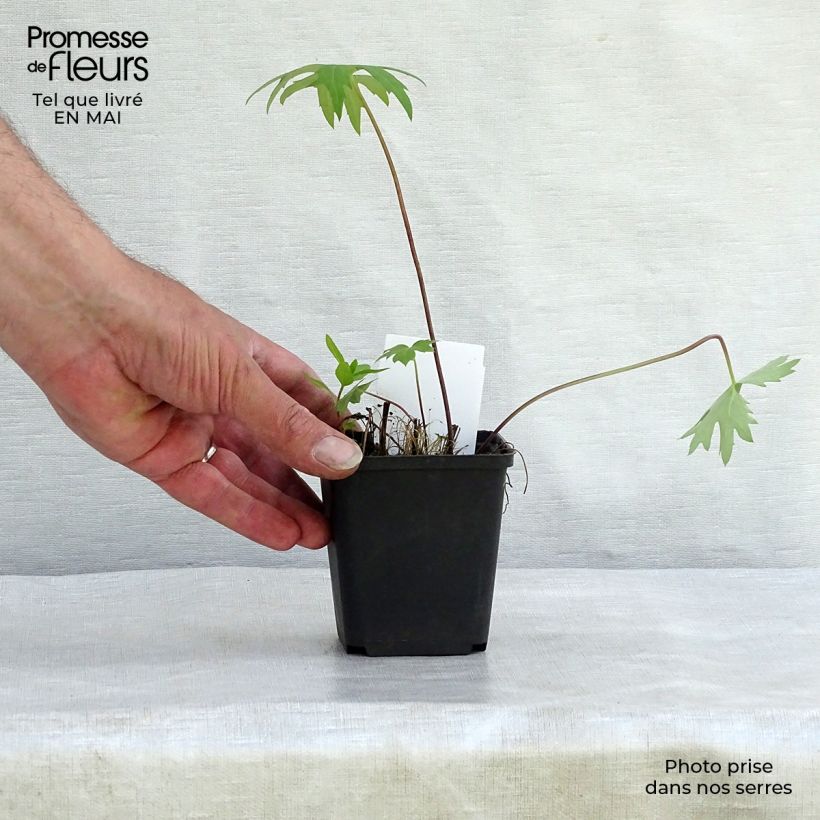 Amostra de Ligularia przewalskii Vaso de 8/9 cm tal como entregue na primavera