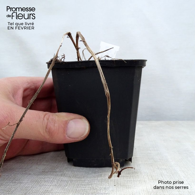 Amostra de Ligulaire - Ligularia stenocephala Godet de 8/9 cm tal como entregue no inverno