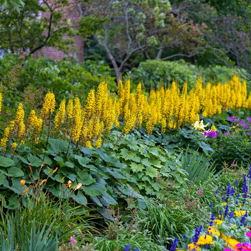 Ligularia stenocephala Little Rocket (Hábito)