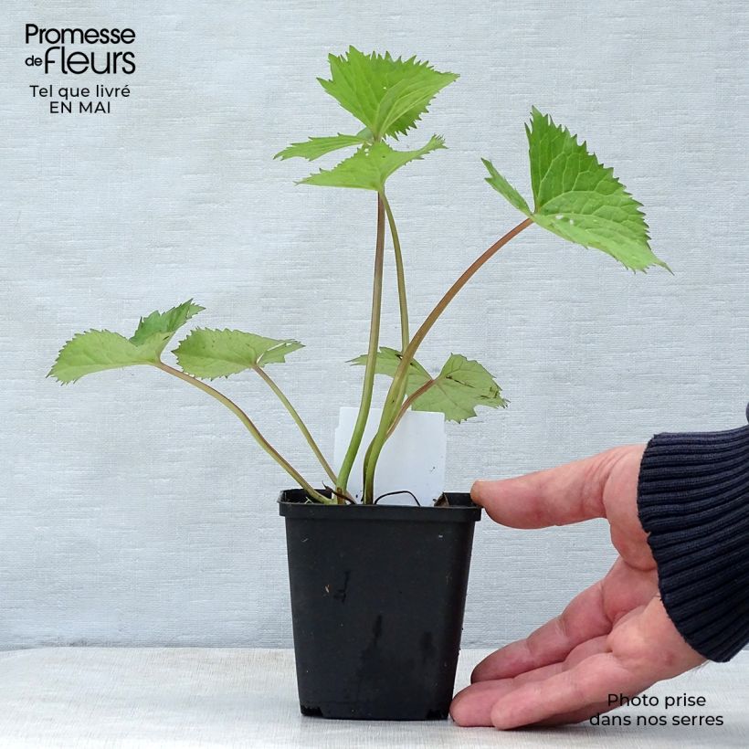 Amostra de Ligularia stenocephala The Rocket Vaso de 8/9 cm tal como entregue na primavera