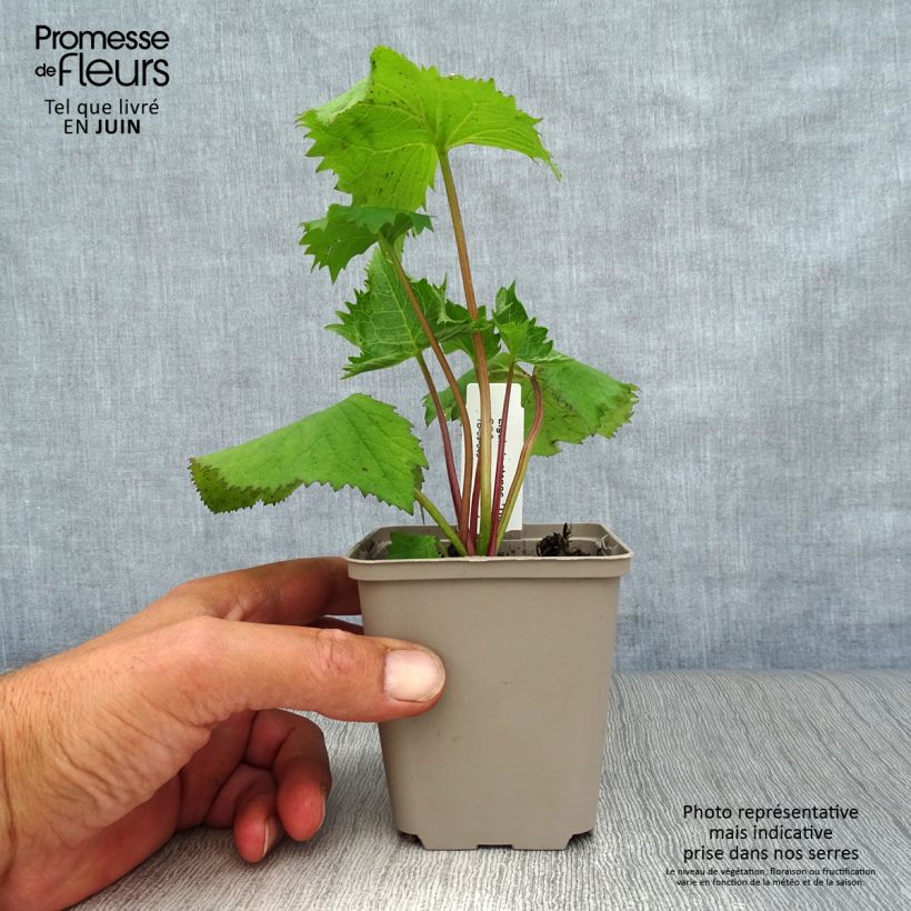 Amostra de Ligularia stenocephala The Rocket Vaso de 8/9 cm tal como entregue no verão