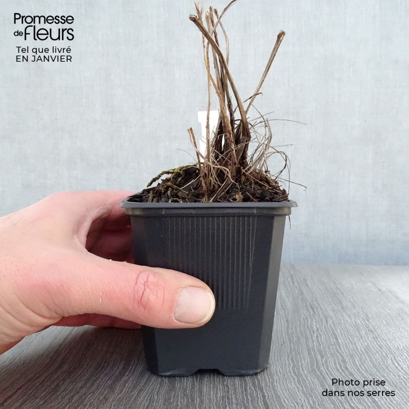 Amostra de Ligulaire - Ligularia stenocephala The Rocket Vaso de 8/9 cm tal como entregue no inverno