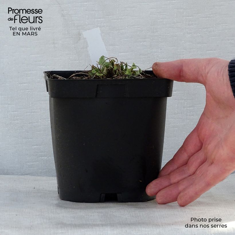 Amostra de Ligularia stenocephala The Rocket Vaso de 2 L/3 L tal como entregue na primavera