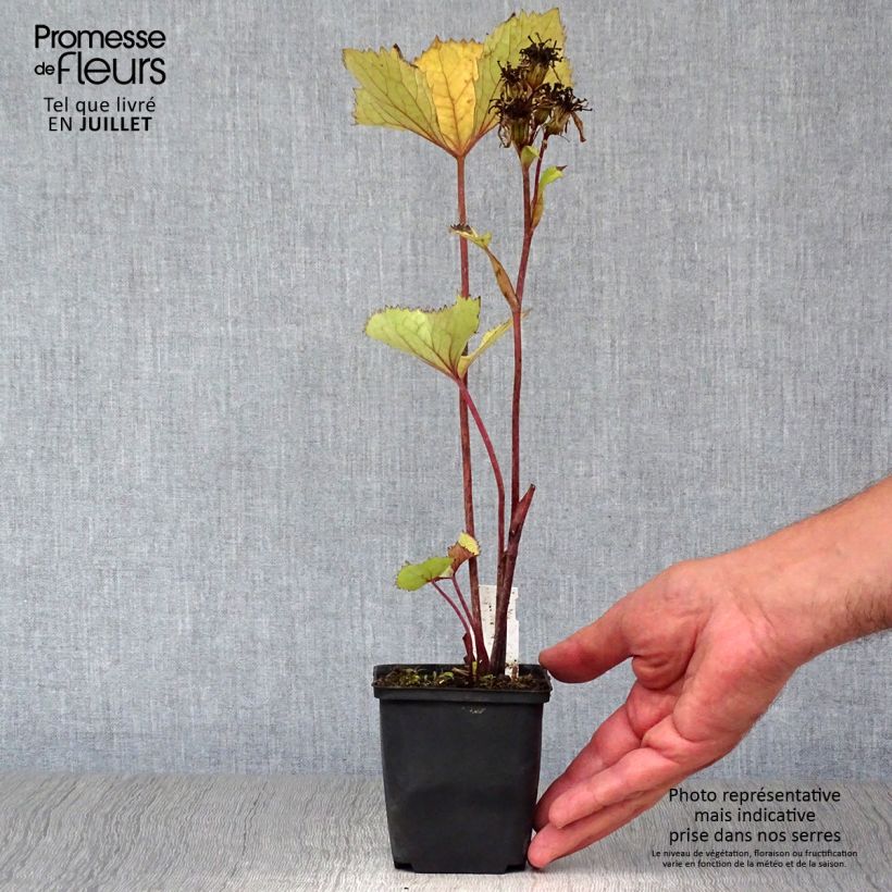 Amostra de Ligularia Lanternchen Vaso de 8/9 cm tal como entregue no verão