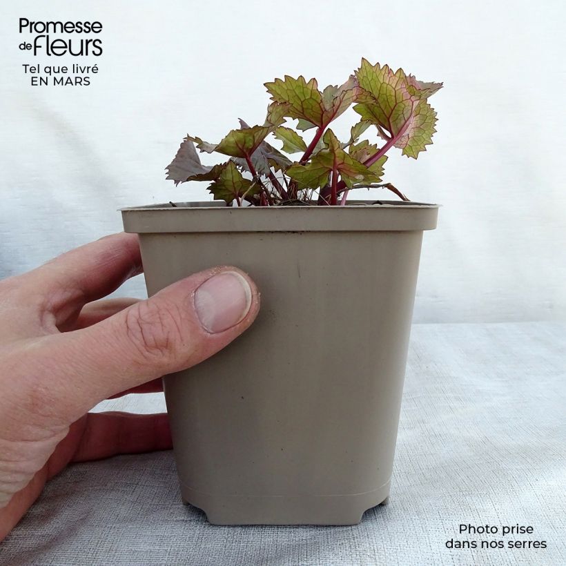 Amostra de Ligularia Lanternchen Vaso de 8/9 cm tal como entregue na primavera