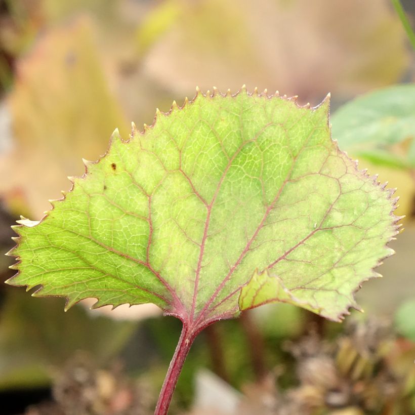 Ligularia Lanternchen (Folhagem)