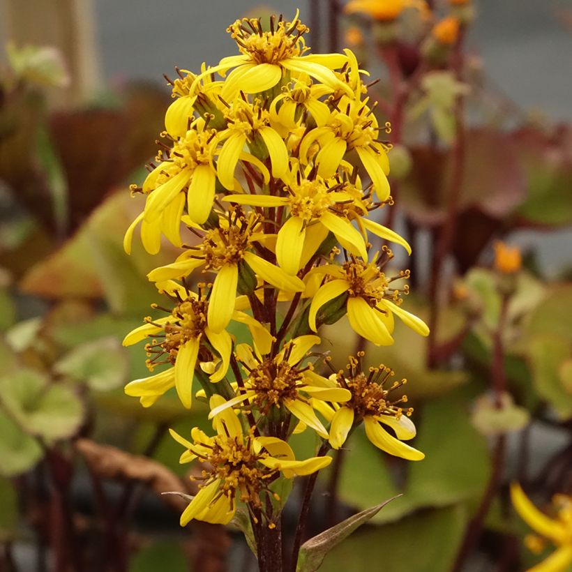 Ligularia Lanternchen (Floração)
