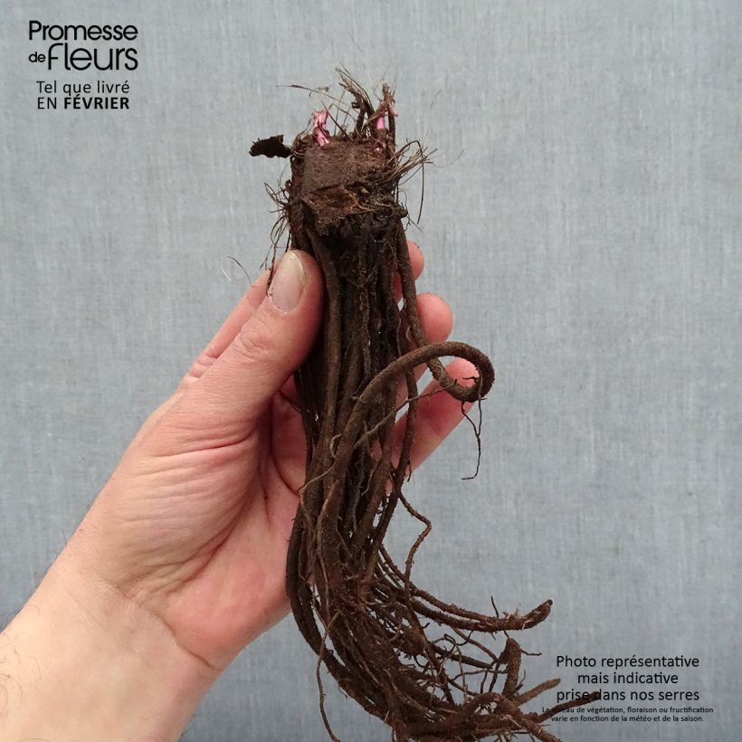 Amostra de Ligulaire hessei Lanternchern - Ligularia x hessei Lanternchen Raízes nuas tal como entregue no inverno