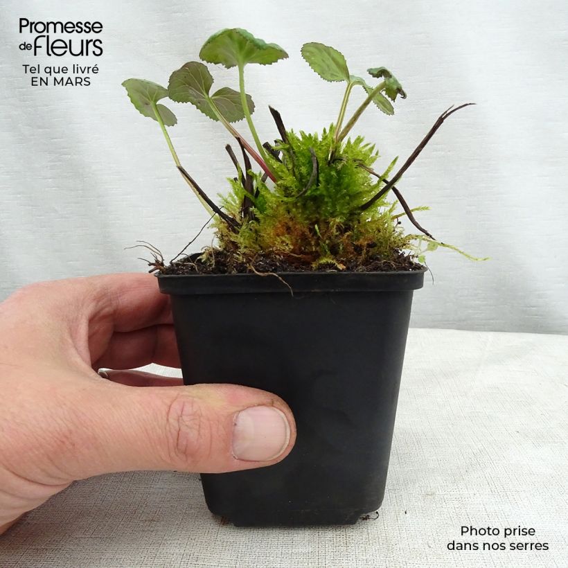 Amostra de Ligularia hessei Vaso de 8/9 cm tal como entregue na primavera