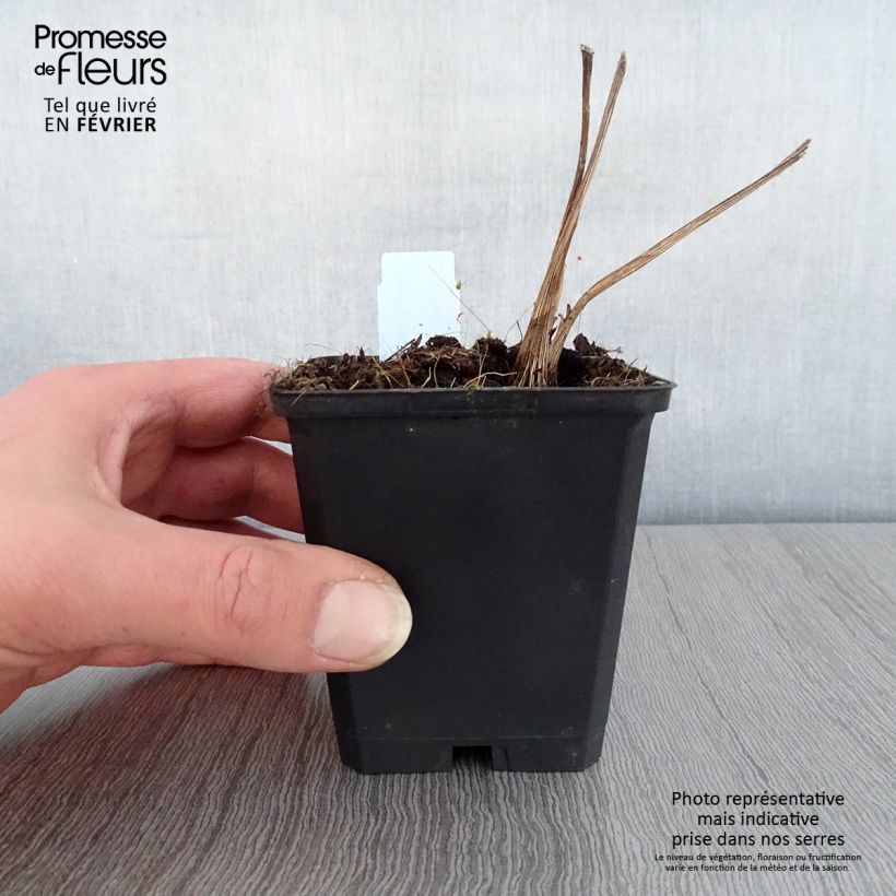 Amostra de Ligulaire hessei - Ligularia hessei Vaso de 8/9 cm tal como entregue no inverno