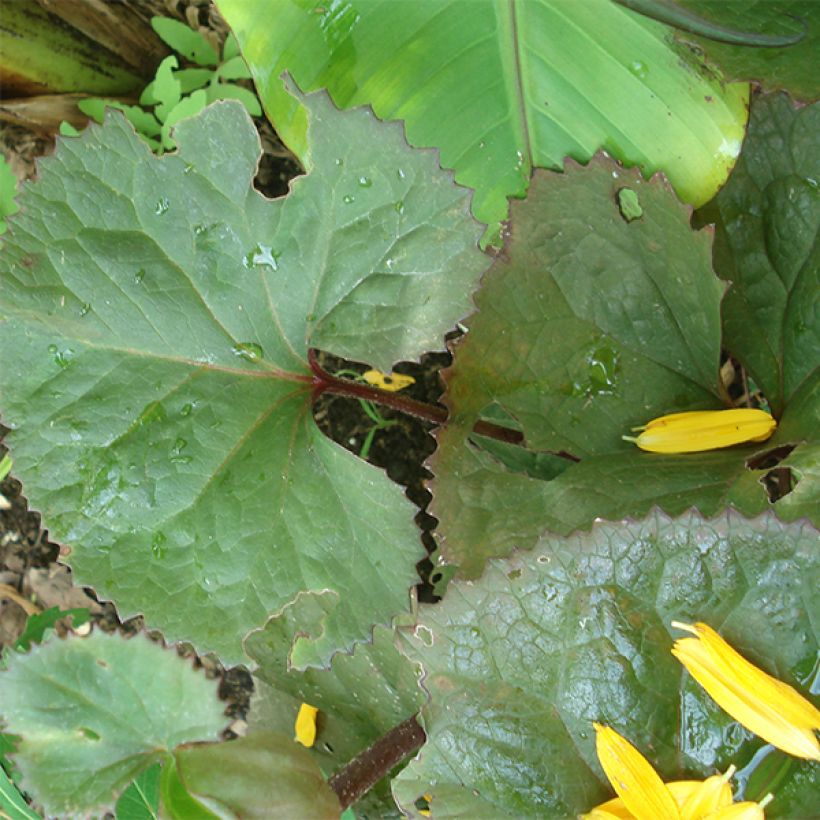 Ligularia Gregynog Gold (Folhagem)