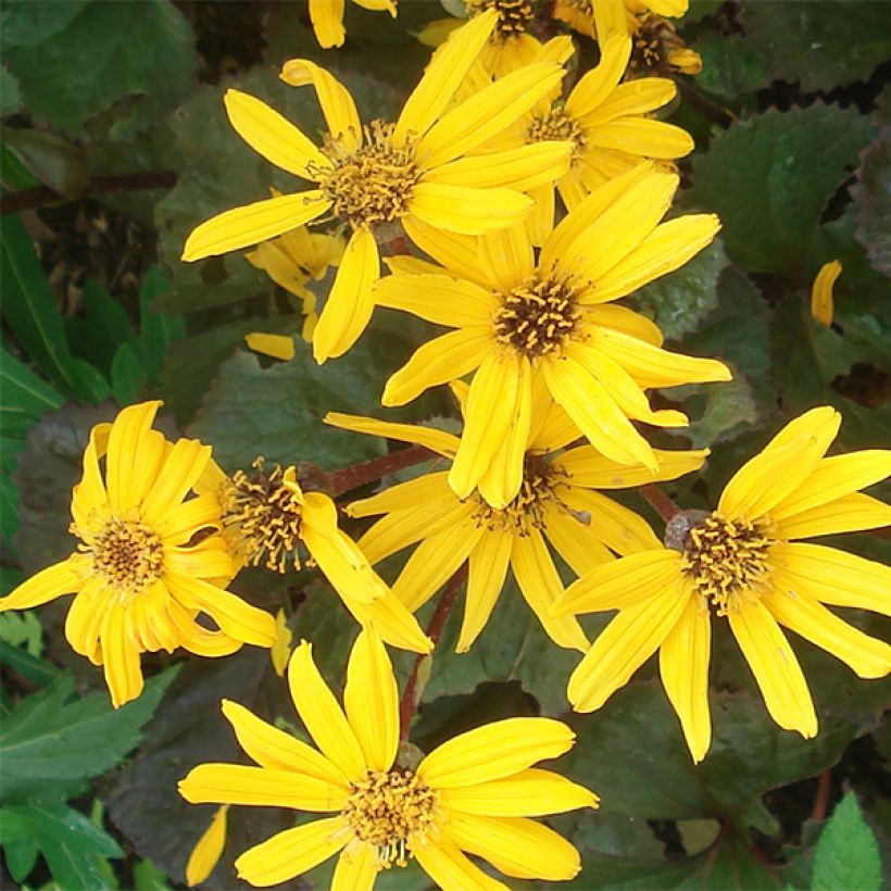 Ligularia Gregynog Gold (Floração)