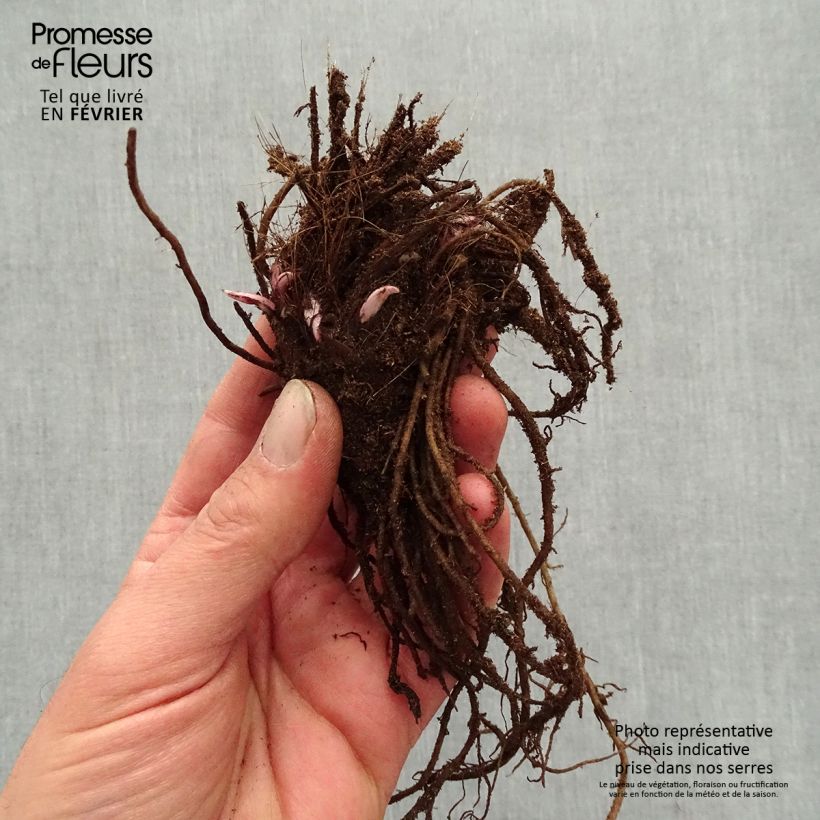 Amostra de Ligularia Little Golden Ray - Ligulaire Raízes nuas tal como entregue no inverno