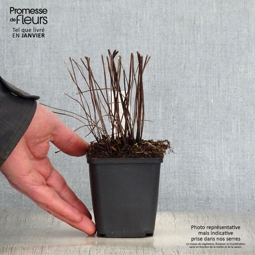 Amostra de Ligularia Osiris Fantaisie - Ligulaire hybride. Vaso de 8/9 cm tal como entregue no inverno