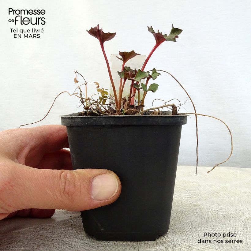 Amostra de Ligularia Osiris Fantaisie Vaso de 8/9 cm tal como entregue na primavera