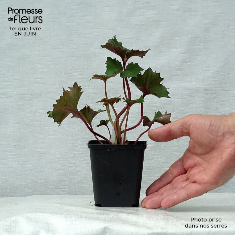 Amostra de Ligularia Osiris Fantaisie Vaso de 8/9 cm tal como entregue no verão